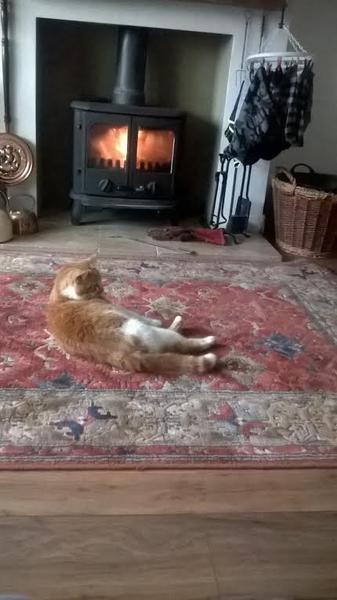 a cat has camped out on our doorstep; what next?