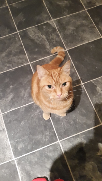 ...to think our cat is stupid
