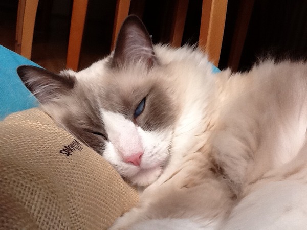 Ragdoll