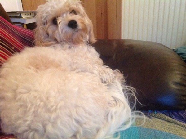 Be honest...Does anyone have a dog that never fully housetrained?