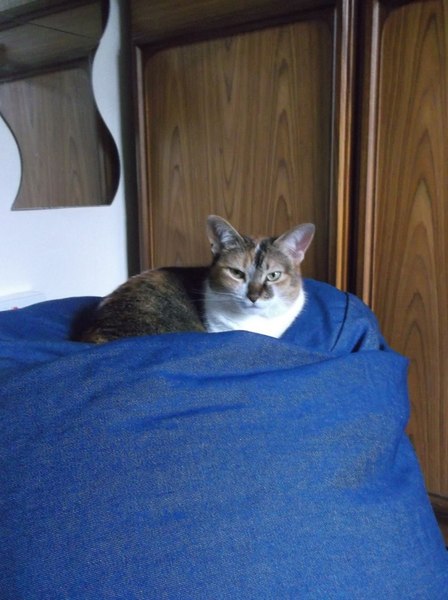 What snugguly things have you bought your cat?