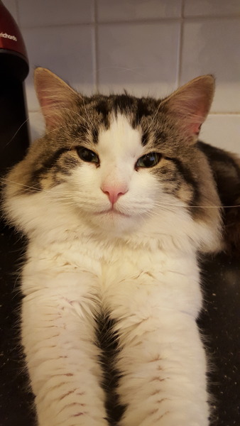 Should I get a cat?
