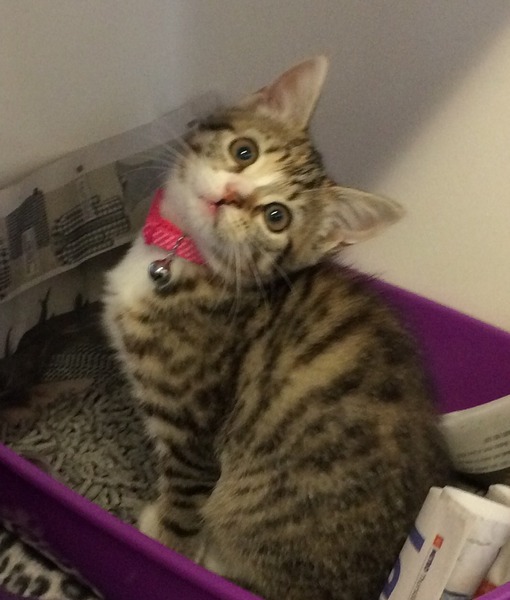 Please help me name our new kitten