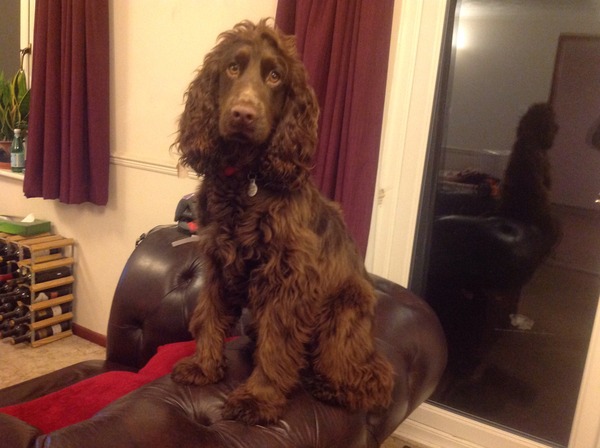 I have a new cocker spaniel puppy