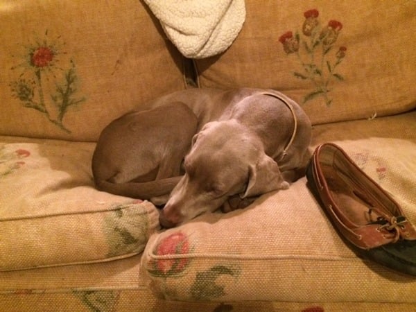 Really need advice on finding emergency care for dog owner may be admitted to hospital today