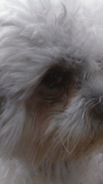 Should we take him to the vet about his eye?