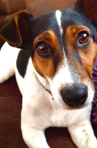 Jack Russell / Chihuahua cross?