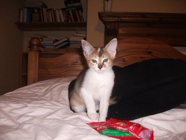 Kittens. Come and share your photos!