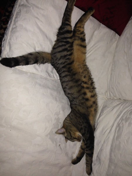 This what a teenage dickhead cat looks like :D