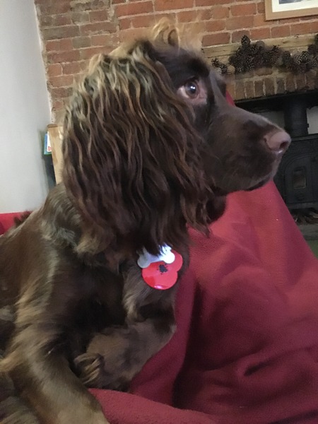 I have a new cocker spaniel puppy