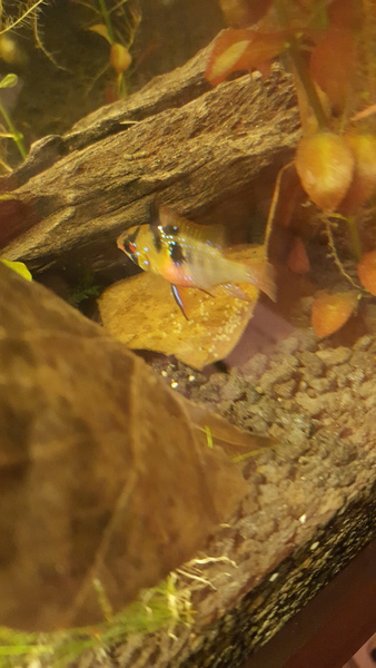 450L Tropical Tank