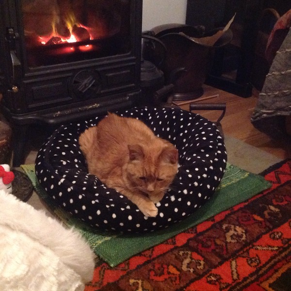 What snugguly things have you bought your cat?