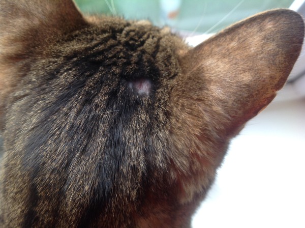 Is this a cat bite?
