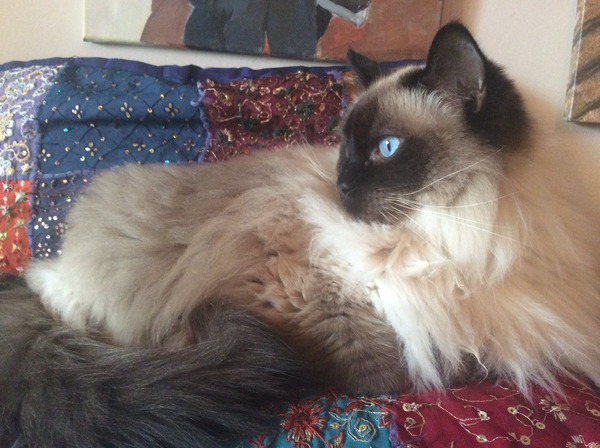 Ragdoll