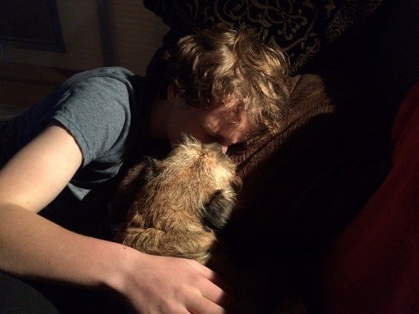 Tell me everything there is to know about Border Terriers!