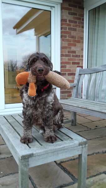 I have a new cocker spaniel puppy