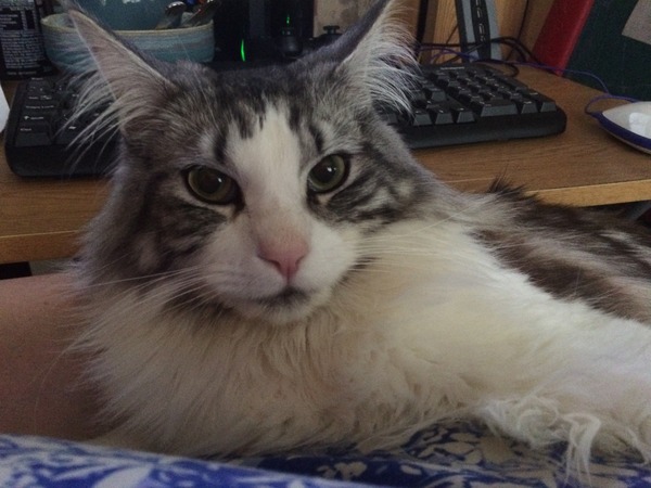 Maine Coons and re-catting.
