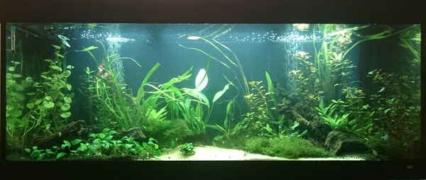 450L Tropical Tank