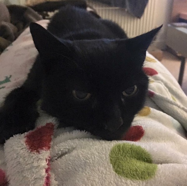I seem to have acquired a cat