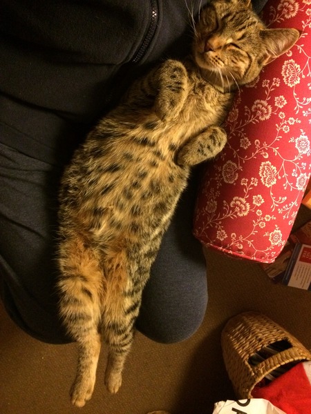 Should I get a cat?