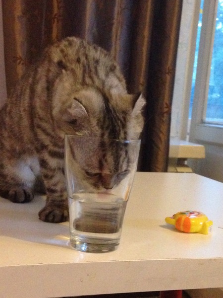 Do cats ever drink the water you put down for them?
