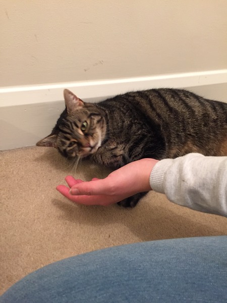 We're picking up our rescue cats TODAY!!