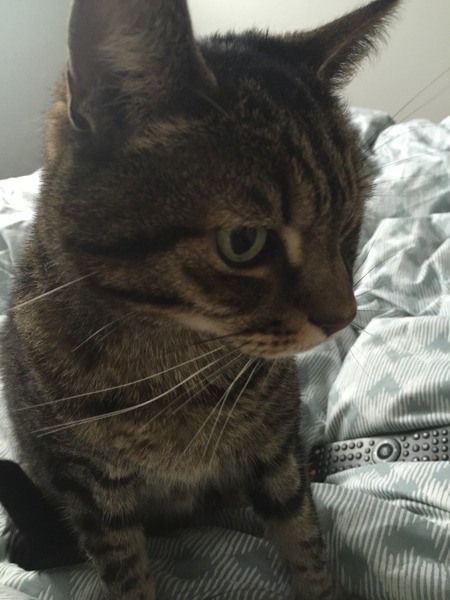 June 2016 #4 - 12 week scans, seeing tiny feet and hands!