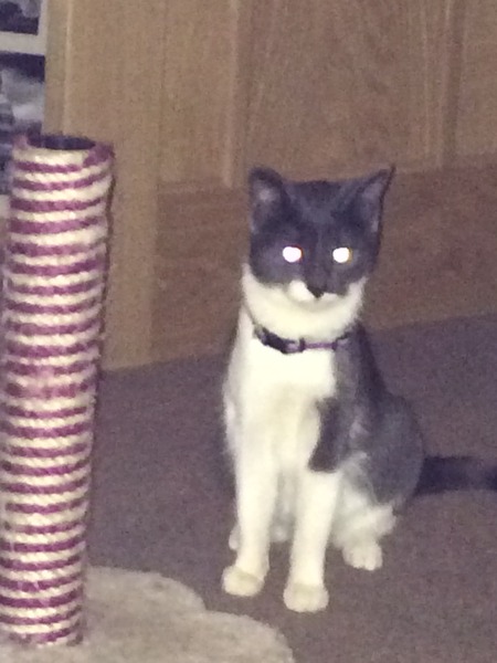 okay....have just acquired a kitten....