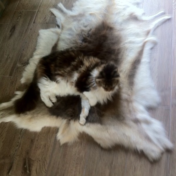 Tell us about (or show us!) the funniest places you've found your pet for a chance to win a Christmas hamper worth £100 and a copy of Oi Frog! by Kes Gray and Jim Field.