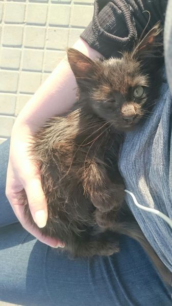 The Brave Babes Battle Bus - Waving Goodbye To Summer Nights, Sipping Mocktails.