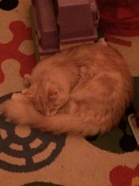 First Cat - what do I need to know?