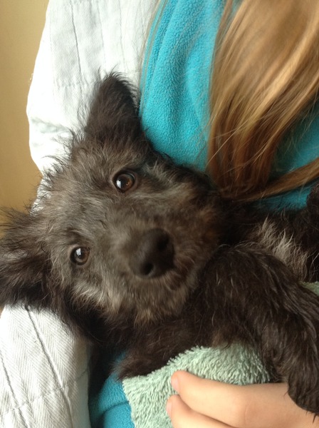 Please talk to me about getting a pup