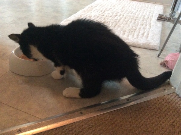 My kittens have cat flu - little scrap really poorly