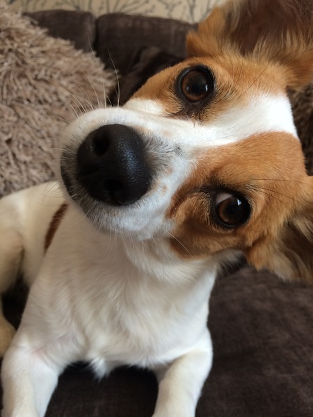 Jack Russell / Chihuahua cross?