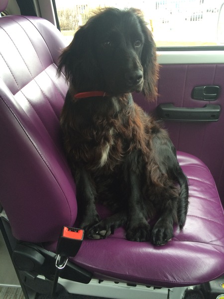 I have a new cocker spaniel puppy