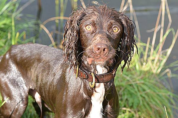Best place to look for a Cocker Spaniel puppy?