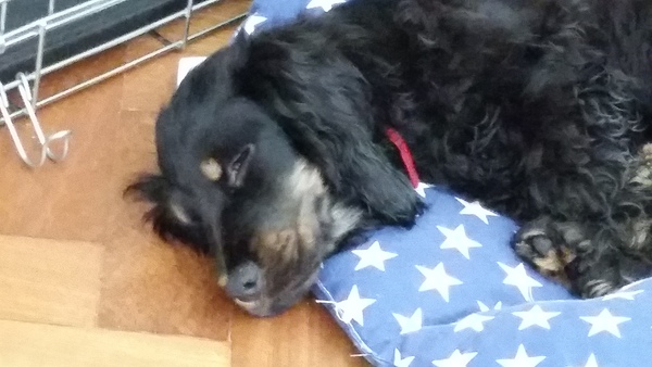 I have a new cocker spaniel puppy