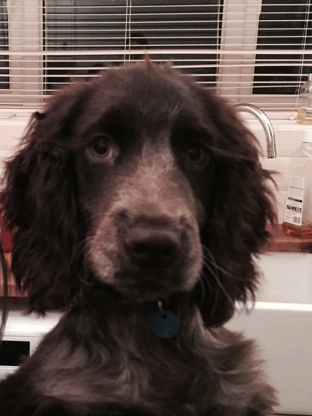 I have a new cocker spaniel puppy
