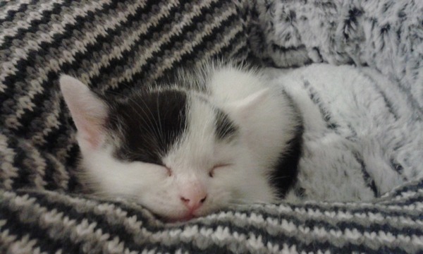 I need help with my new kitten