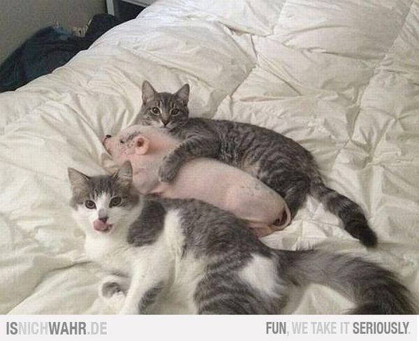 Pigletjohn, please can you have a look at this photo