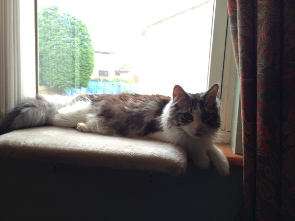 Maine Coons and re-catting.