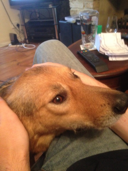 Anxiety over adopting a Romanian dog at 6 months old