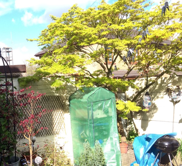 Acer Help Please!