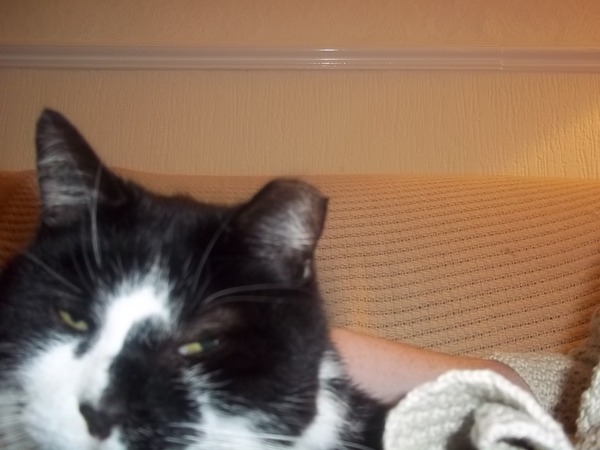 a cat has camped out on our doorstep; what next?