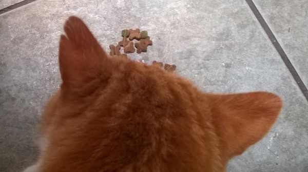 a cat has camped out on our doorstep; what next?