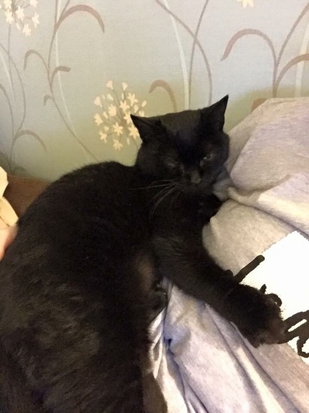 What snugguly things have you bought your cat?