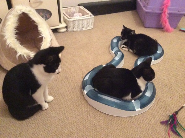 Update on life with the kitten cat flu compound .....