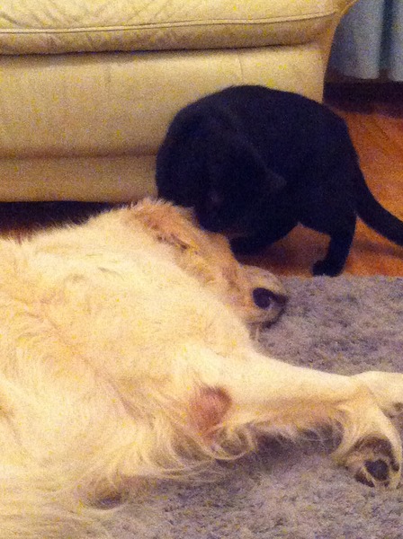 DDog went out for a pee and whatever happened out there made him smell fantastic!