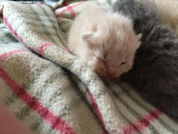 Kittens