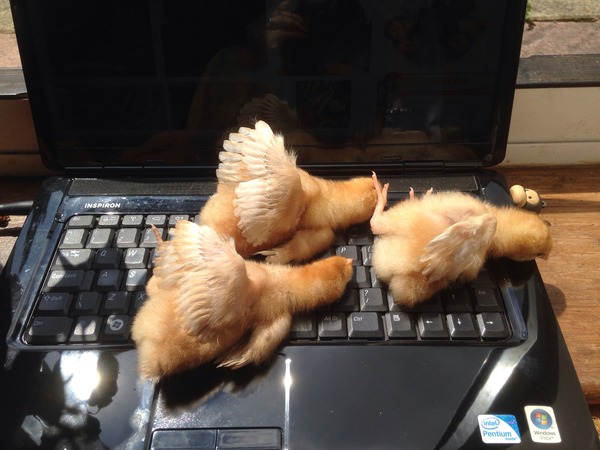 Tell us about (or show us!) the funniest places you've found your pet for a chance to win a Christmas hamper worth £100 and a copy of Oi Frog! by Kes Gray and Jim Field.